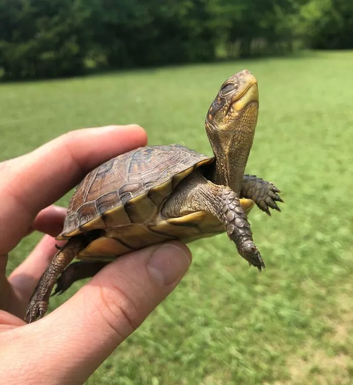 Thankfully I Saved This Little Guy From My Lawnmower