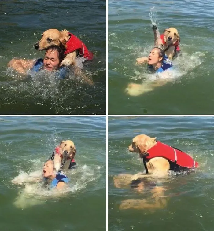 Llevaron al perro a nadar por primera vez