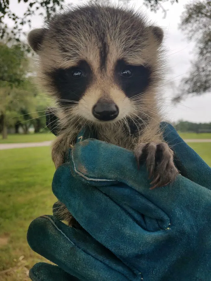 Saved This Trash Panda At Work