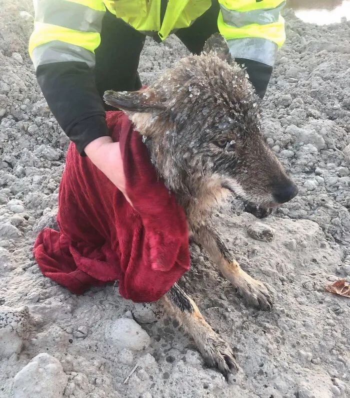 Rescuer drying a muddy dog wrapped in a red towel, showing animals saved from awful conditions with a second chance.