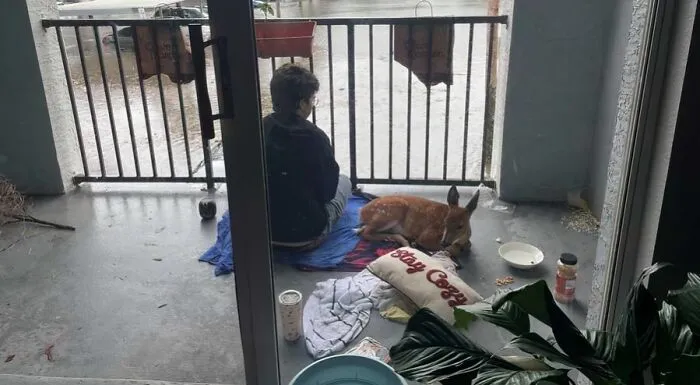 Person sitting on a blanket next to a rescued deer on a porch, showing animals saved from awful conditions.