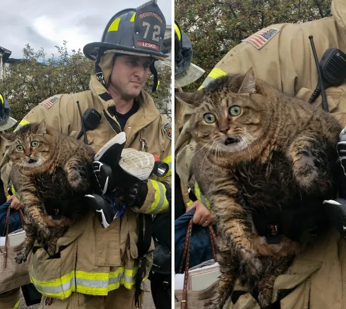 Father-In-Law Got This Pic Of A Cat Saved From A Fire In Se Michigan