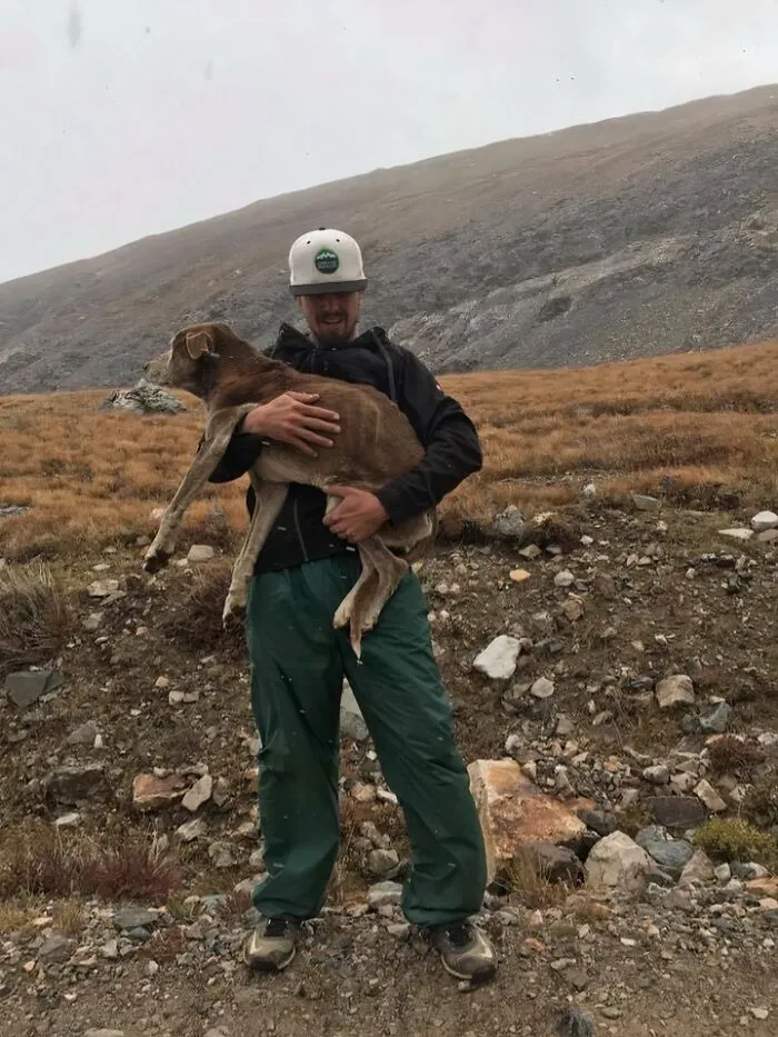 My Friend Read Reports About A Stranded Dog On A Mountain.  Bros Was In Colorado And Proceeded To Climb The Mountain And Rescue Said Dog