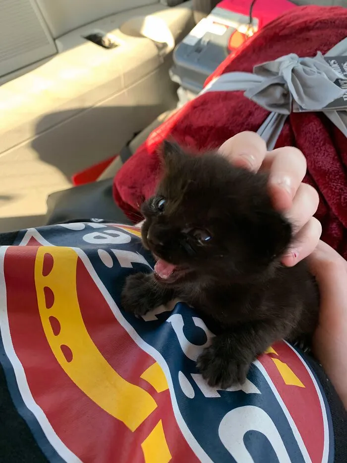 Tiny black kitten being comforted by a hand after being saved and given a second chance in life.