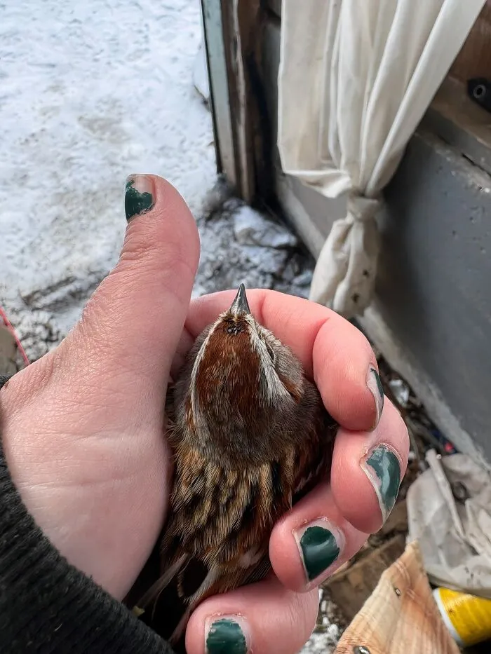 Hand holding a small rescued bird, symbolizing animals saved from awful conditions and given a second chance.