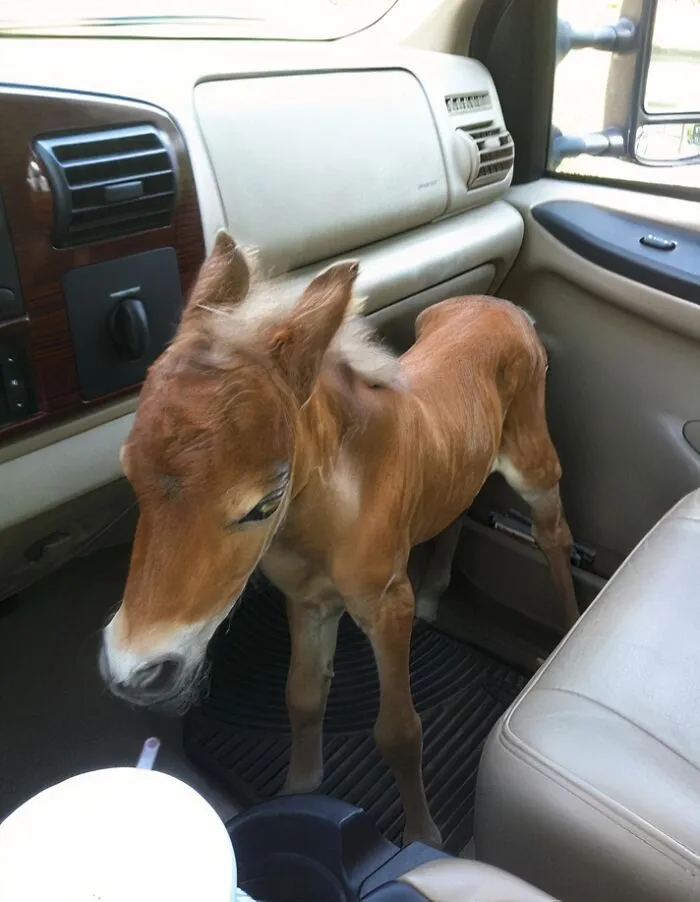 My Vet Friend Rescued A Abandoned Baby Mini Horse