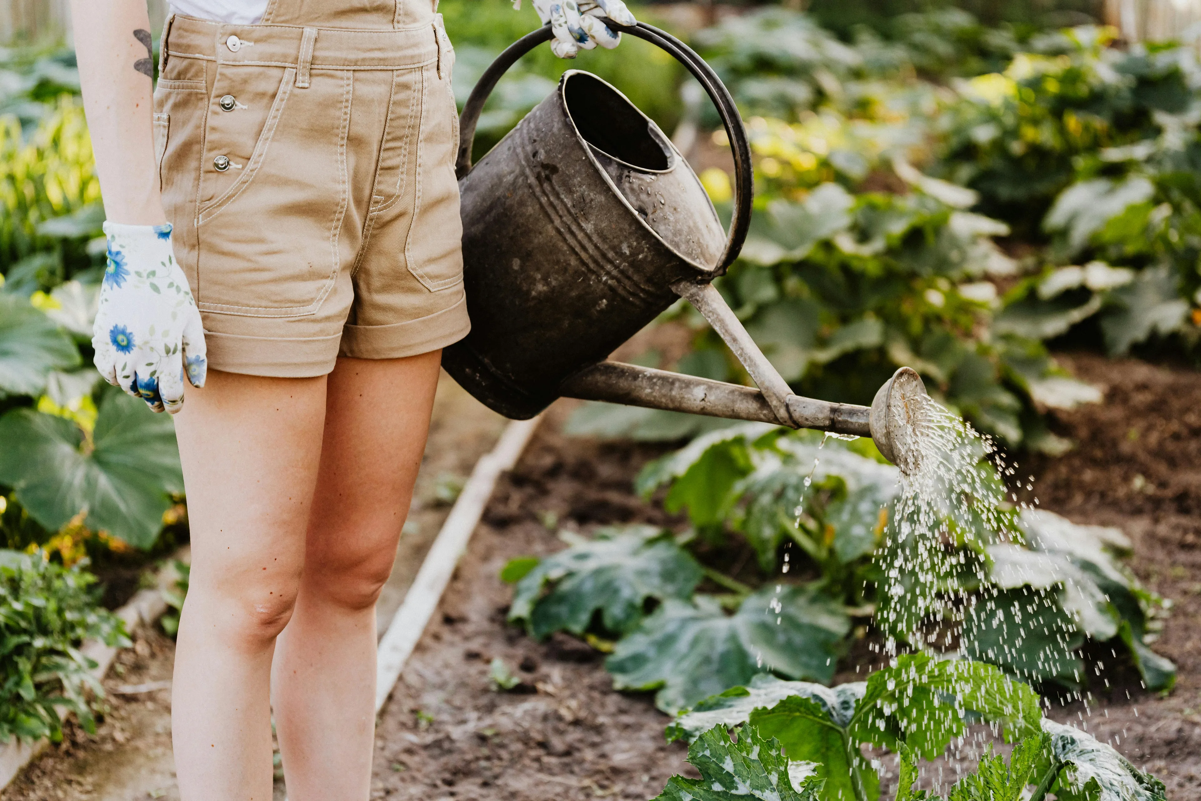 Person wearing gloves and shorts watering plants with a metal watering can in a garden bed growing vegetables.