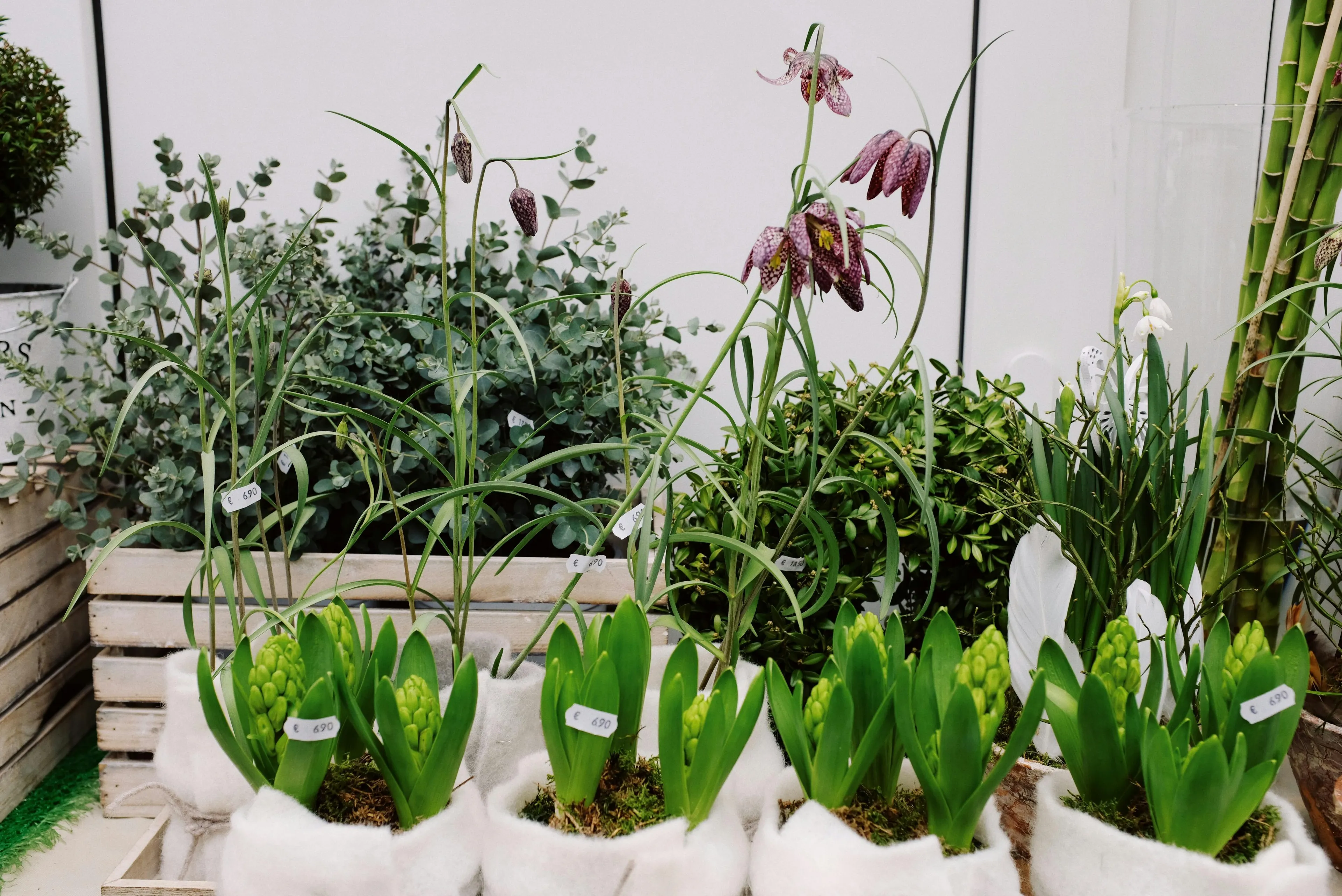 Various potted plants with price tags at a garden center plant sale, challenging your urge to buy more despite a full yard.