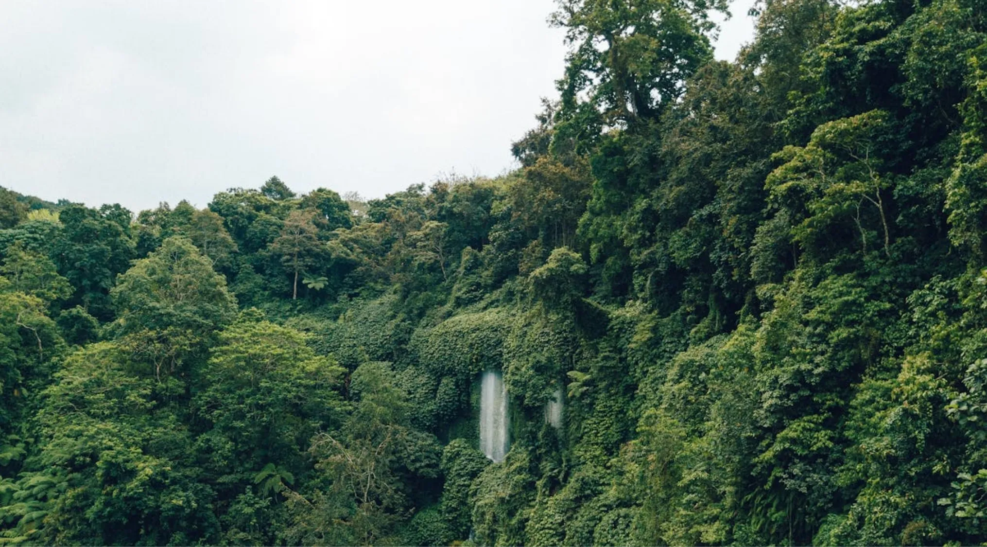 Dense green Amazon Rainforest with a small waterfall cascading down amidst lush tropical vegetation in South America.