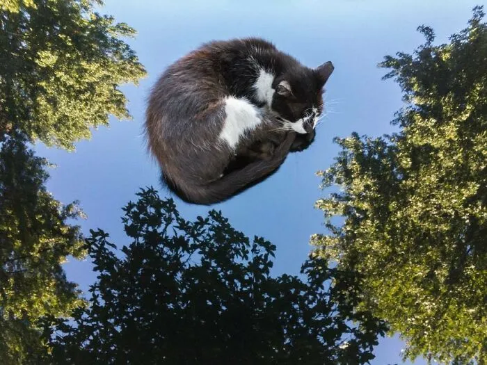 Just A Cat Sleeping In A Clear Blue Sky