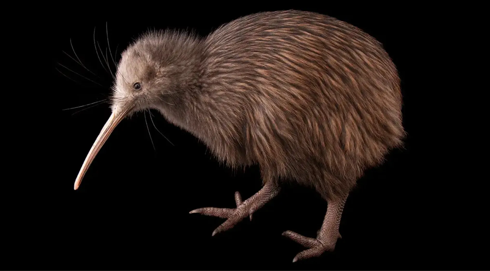 Kiwi flightless bird with brown feathers and long slender beak on black background for general knowledge quiz.