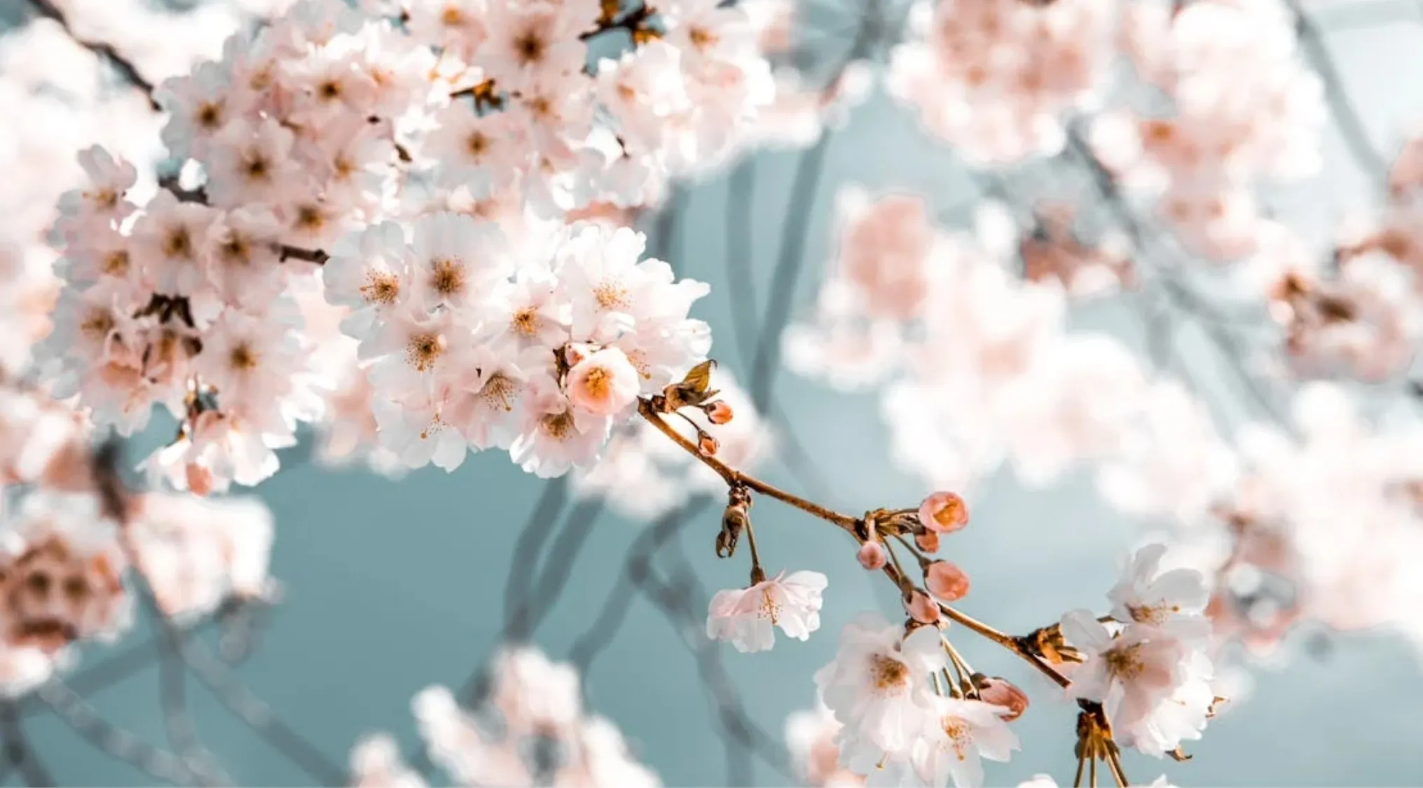 Close-up of famous pink cherry blossoms sakura blooming on tree branches against a soft blue sky background