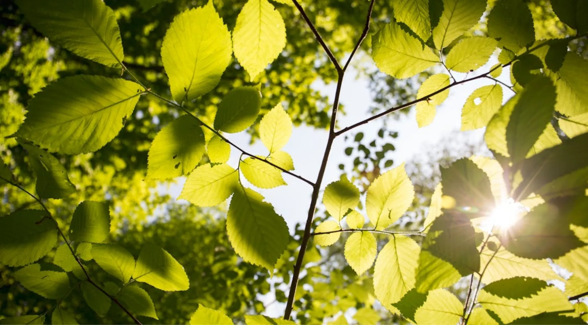 Green leaves illuminated by sunlight, illustrating plants releasing oxygen gas during photosynthesis process.