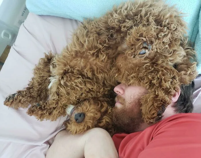 Me llevó tres años convencerlo, ya que "él es más de gatos". Aceptó, pero el cachorro no podía subirse a la cama. Así es como me despierto cada mañana ahpra