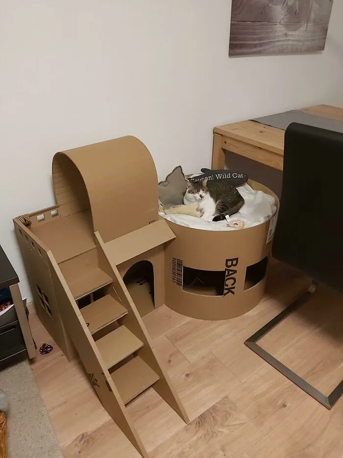 Hace cuatro años mi papá dijo que no se haría cargo de ese gato si lo adoptábamos. Ahora, en cuestión de horas, le construye a Guppy una mansión para gatos con cajas de cartón.