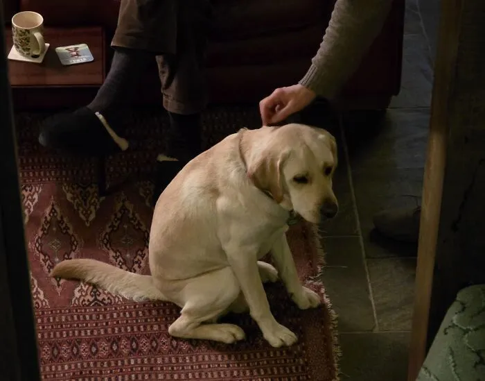 Funny unhinged dog pictures of a golden retriever sitting in a strange, human-like posture on a rug