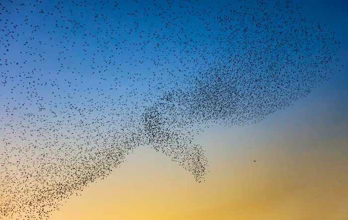 Birds Forming A Bird (Starling Murmuration)