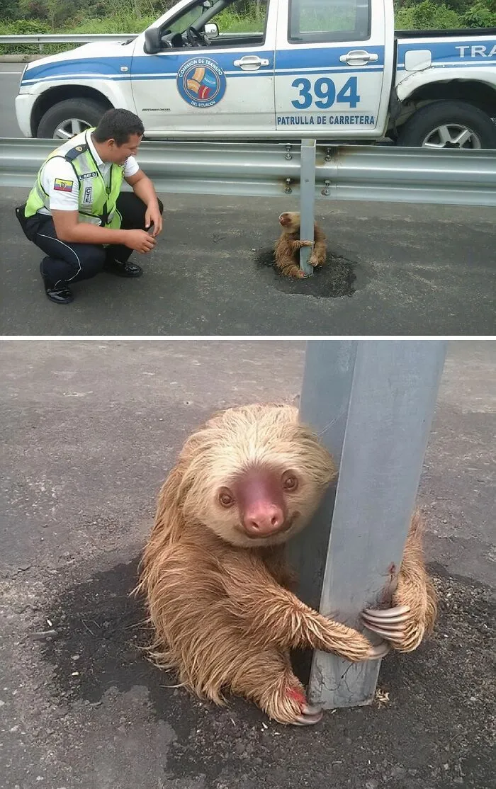 In Los Rios We Collaborated With A Beautiful Sloth, Who Intended To Cross The Quevedo Road Ring