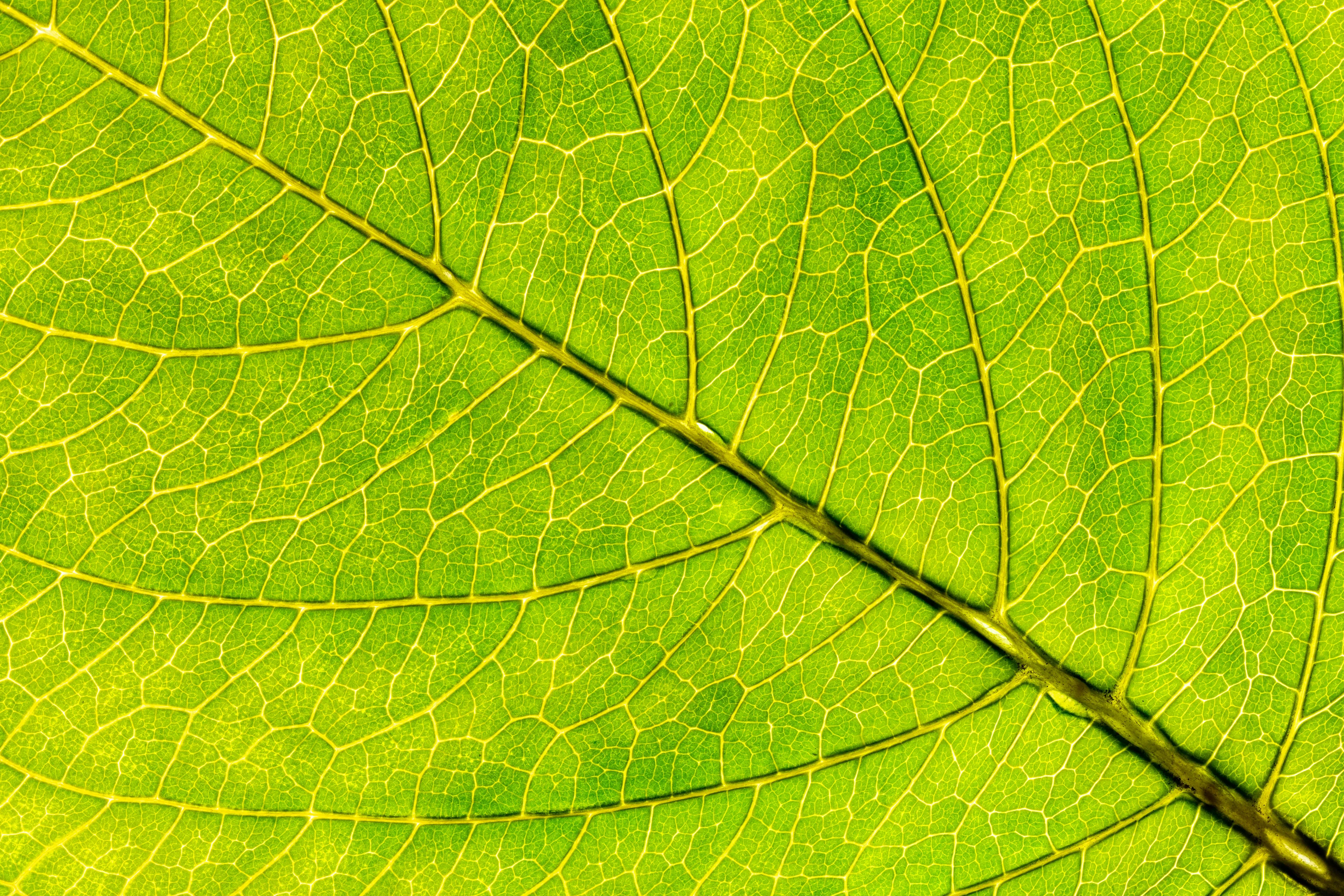 Close-up of a bright green leaf showing detailed veins, related to biology organelle structures in AP school quiz.