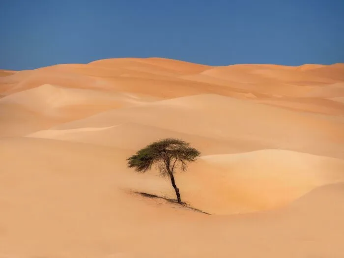 A Lone Tree In The Sahara, Mauritania 
