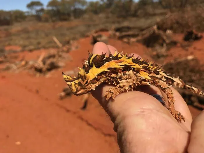 This Thorny Devil I Found Looks Disappointed In Me For Picking Him Up