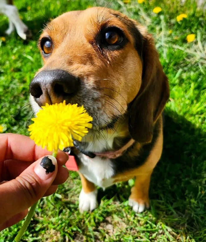 Dog Owners Are Sharing The Best Daycare Moments, And Here Are 51 That Stole The Show