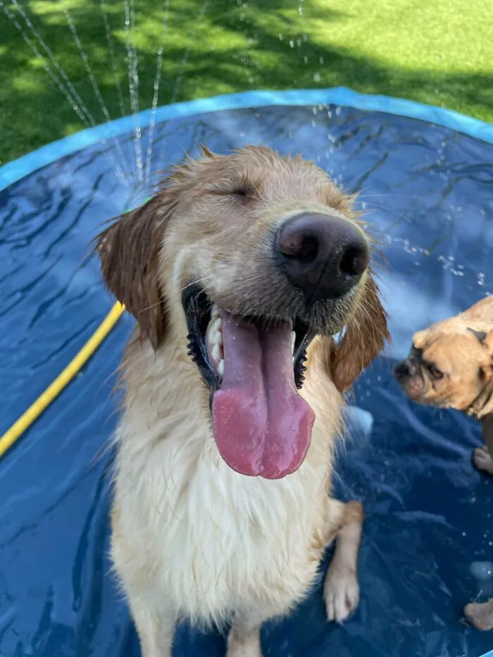 Dog Owners Are Sharing The Best Daycare Moments, And Here Are 51 That Stole The Show