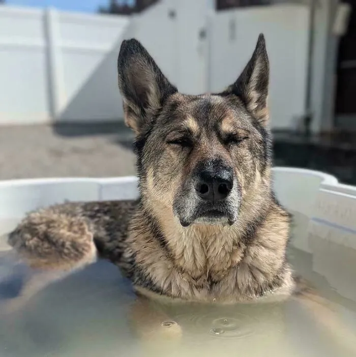 German Shepherd relaxing in a small pool enjoying a peaceful moment at dog daycare on a sunny day.