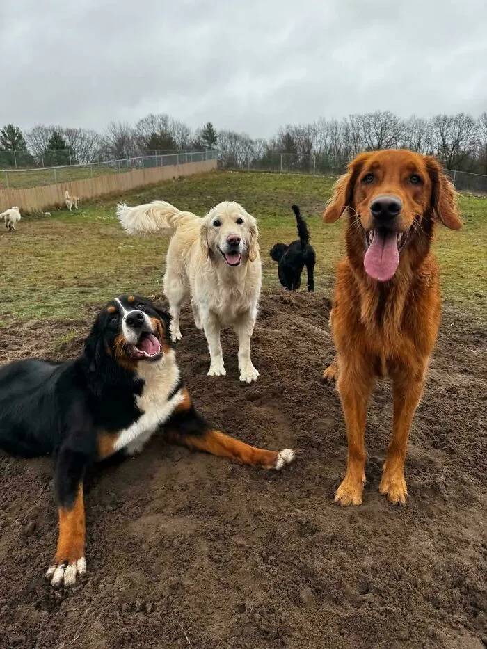 Three happy dogs playing together outdoors at a dog daycare during a cloudy day with grass and trees in the background.