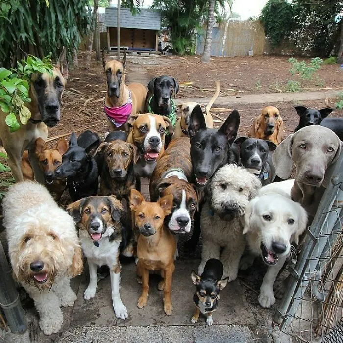 Dog Owners Are Sharing The Best Daycare Moments, And Here Are 51 That Stole The Show