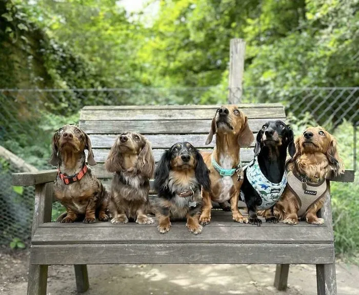 Six dachshunds sitting on a wooden bench outdoors, showcasing adorable daycare moments shared by dog owners.