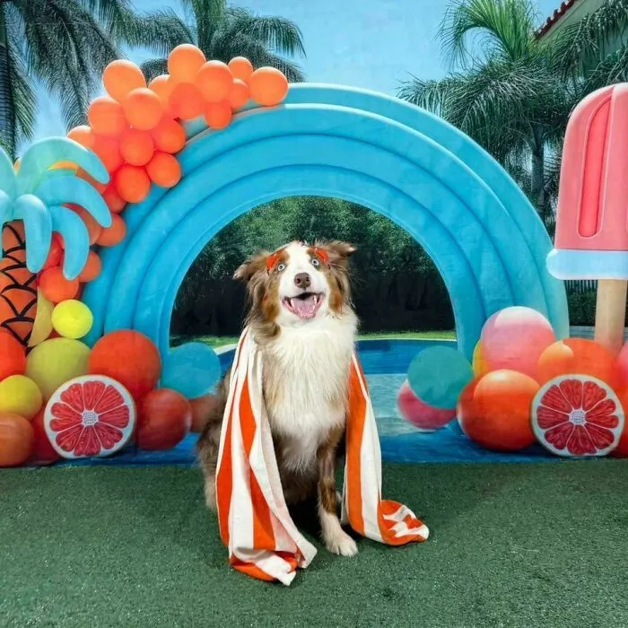 Happy dog wrapped in a towel at colorful daycare setting with balloons and palm trees, capturing best daycare moments.