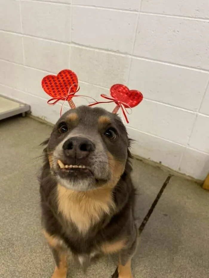 Our Doggy Daycare Posted Pictures. This Guy Stole My ❤