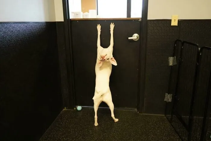White dog standing on hind legs, stretching paws on door at daycare, capturing playful dog owners moments.