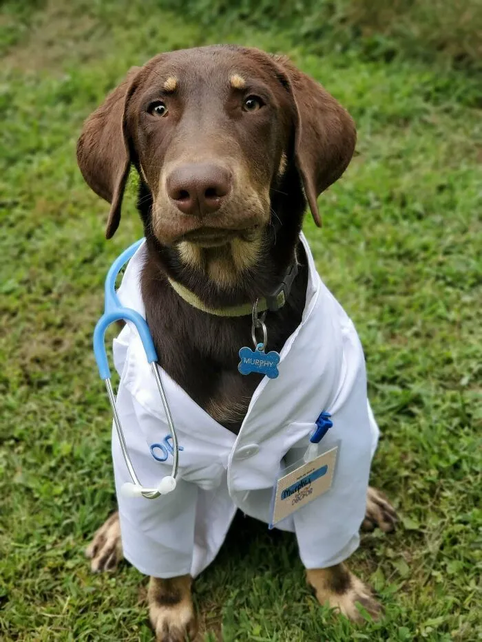 Dog dressed as a veterinarian with stethoscope, showcasing playful daycare moments shared by dog owners.