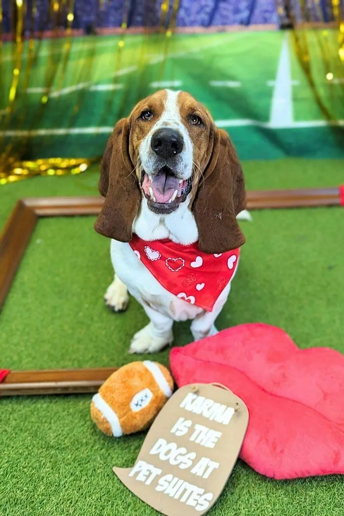 Happy dog wearing a red bandana at daycare, surrounded by toys on green turf, capturing the best daycare moments.