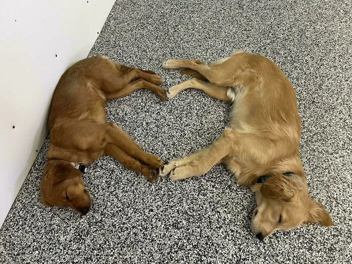 Dog Owners Are Sharing The Best Daycare Moments, And Here Are 51 That Stole The Show
