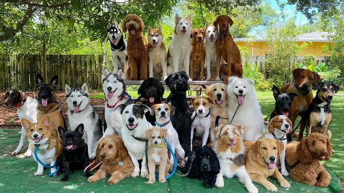 Dog Owners Are Sharing The Best Daycare Moments, And Here Are 51 That Stole The Show