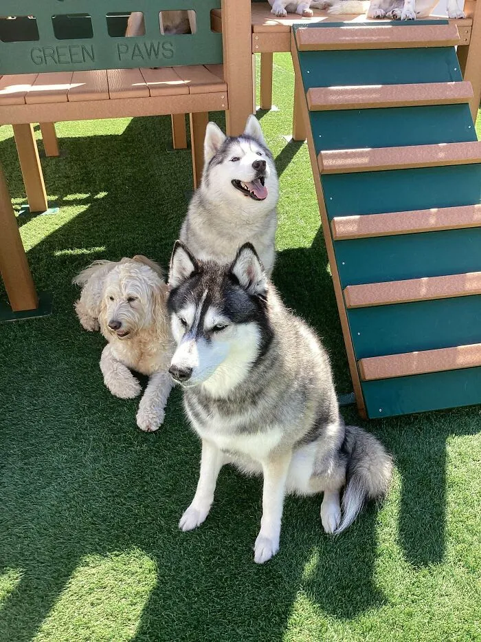 Three dogs relaxing on artificial grass under a wooden dog daycare play structure in a sunny outdoor setting.