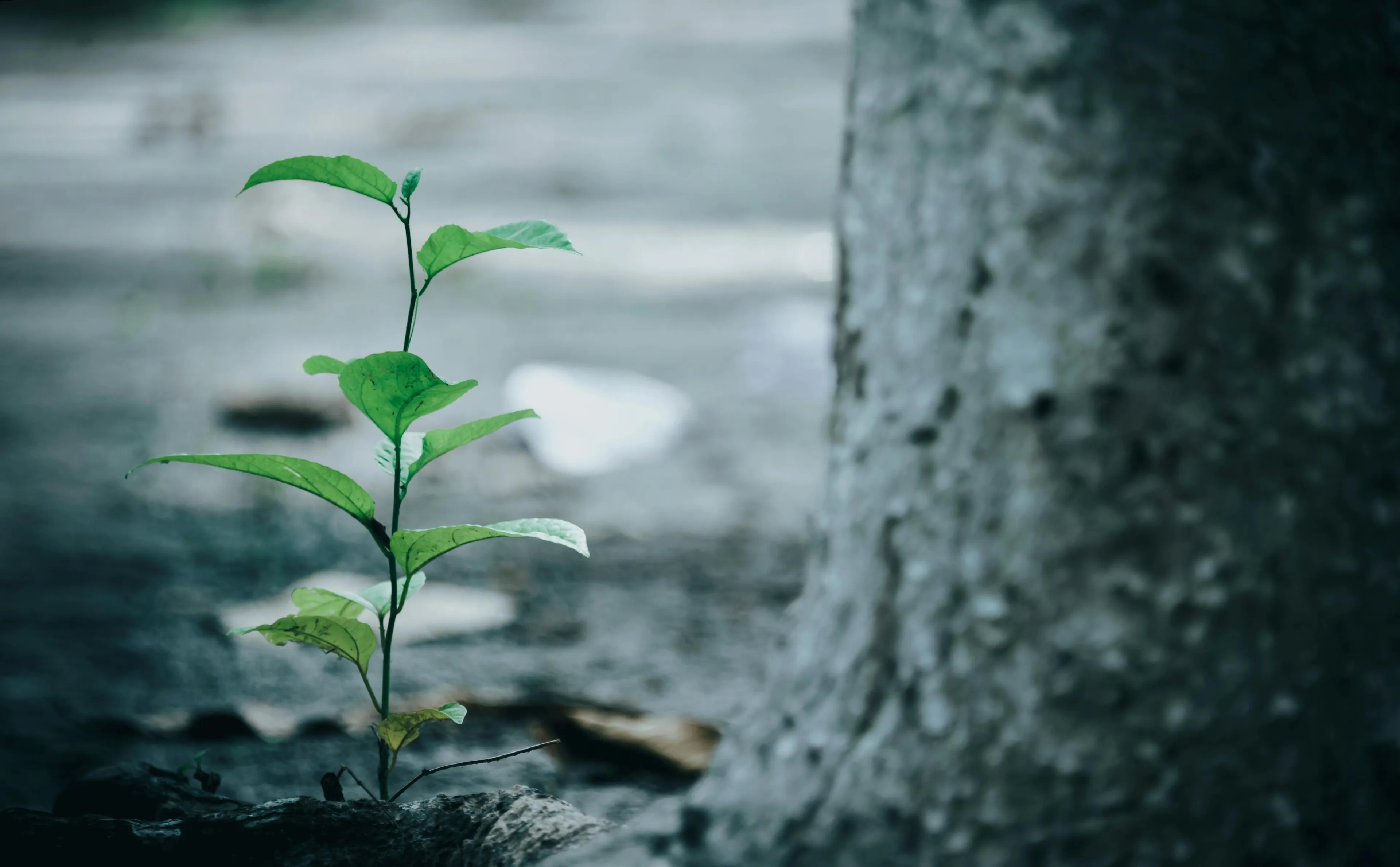 Young green sapling growing near a large tree trunk, symbolizing tree planting projects and environmental care.