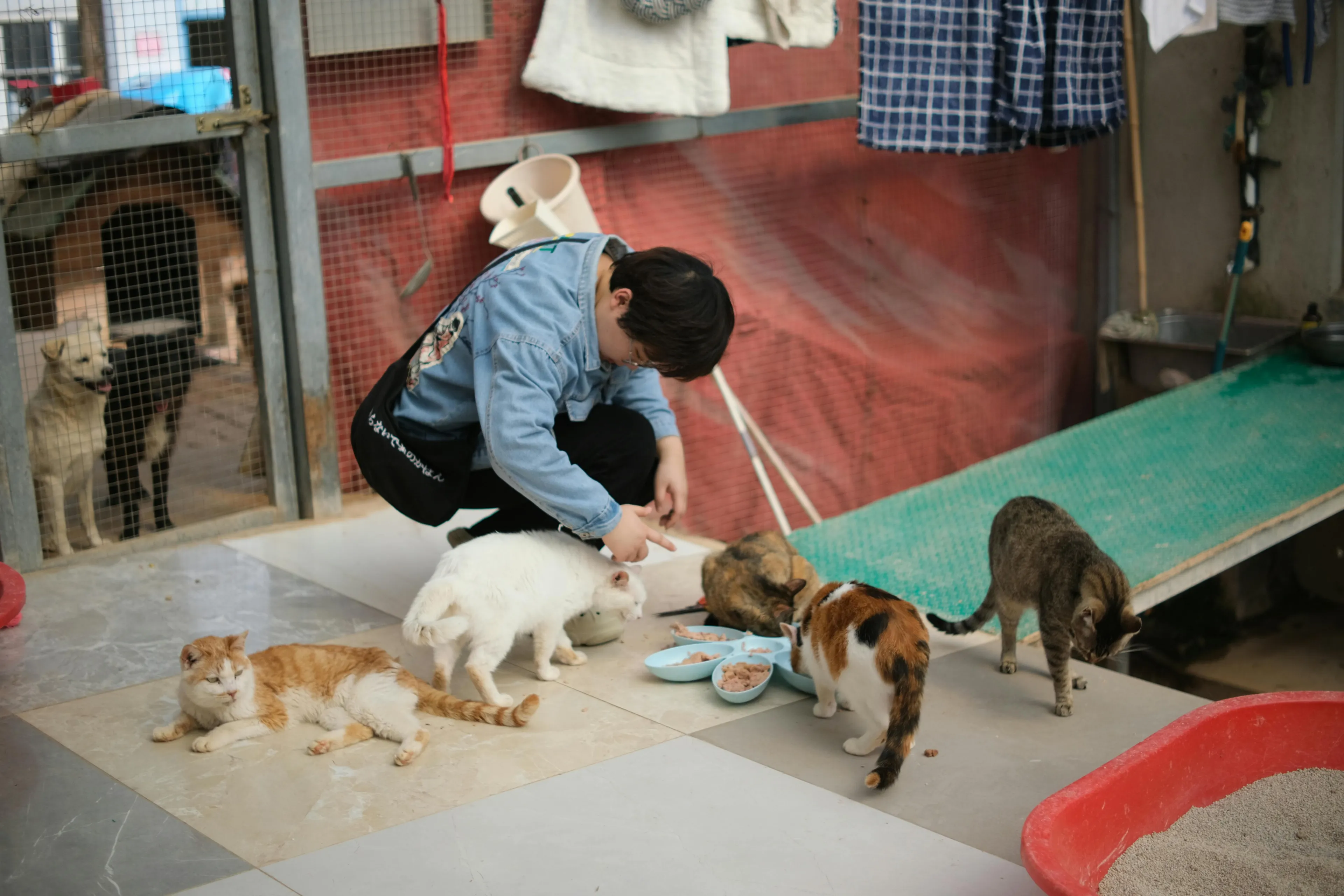Person feeding multiple cats inside an animal rescue shelter with dogs visible behind a gate.