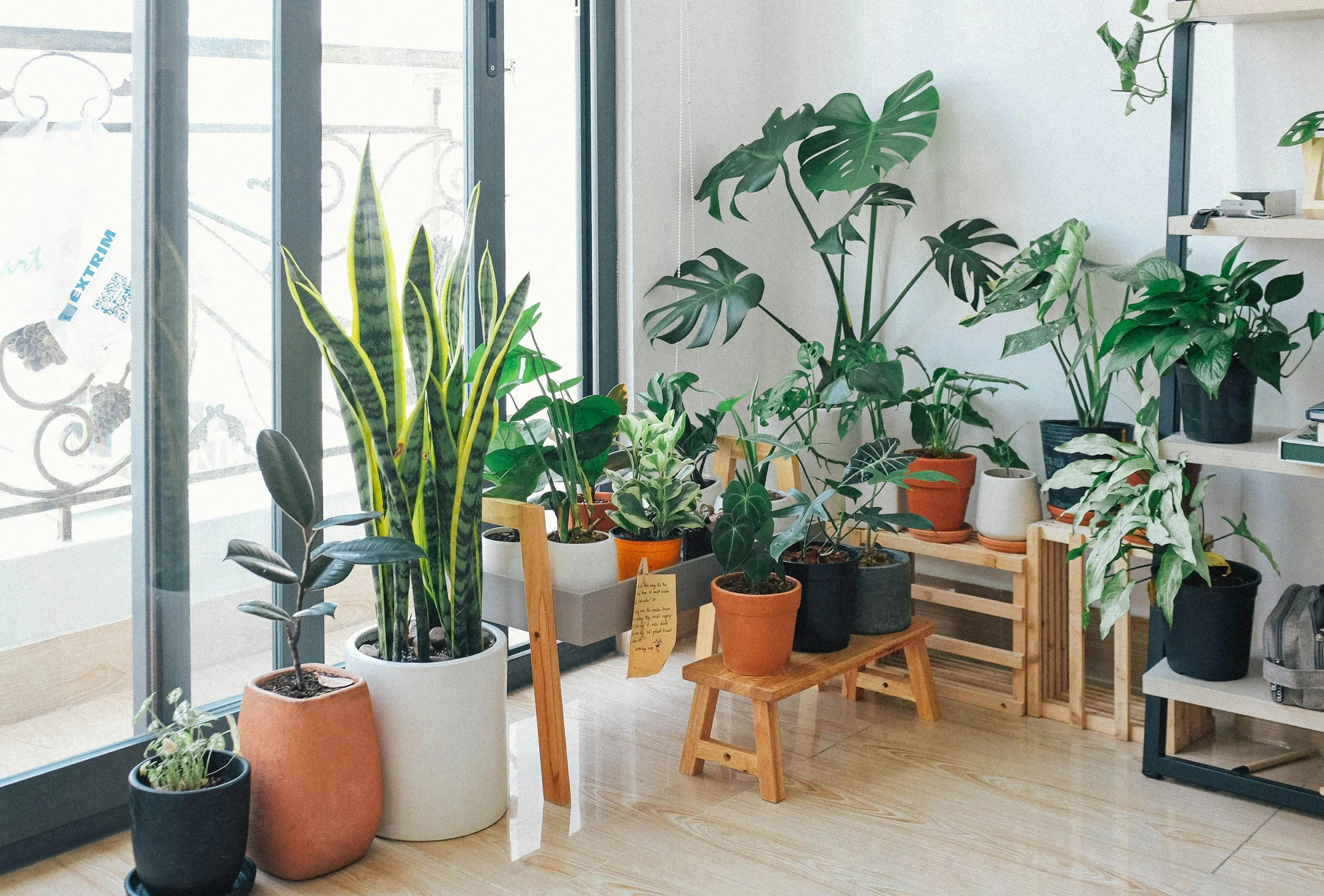 Various houseplants arranged near a bright window, illustrating decision making style decoder for buying plants.