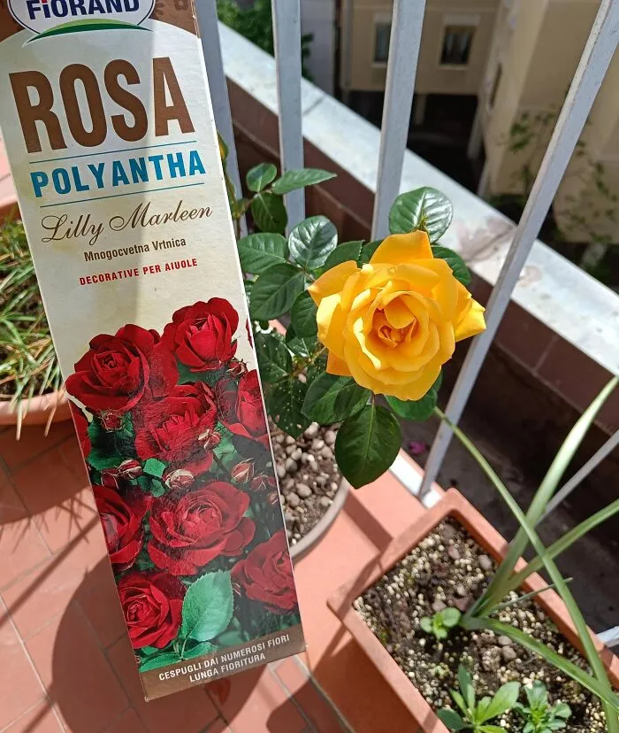 Bought A Dormant Red Rose Back In February