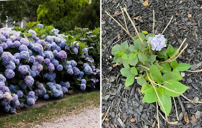 Cultivar hortensias, expectativas vs realidad