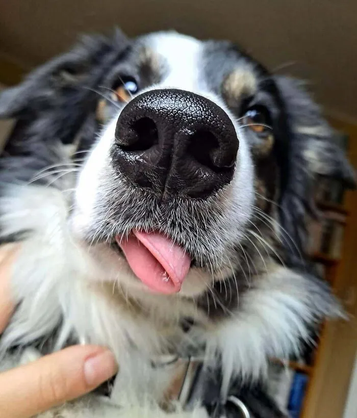He Doesn’t Know What To Do With His Tongue