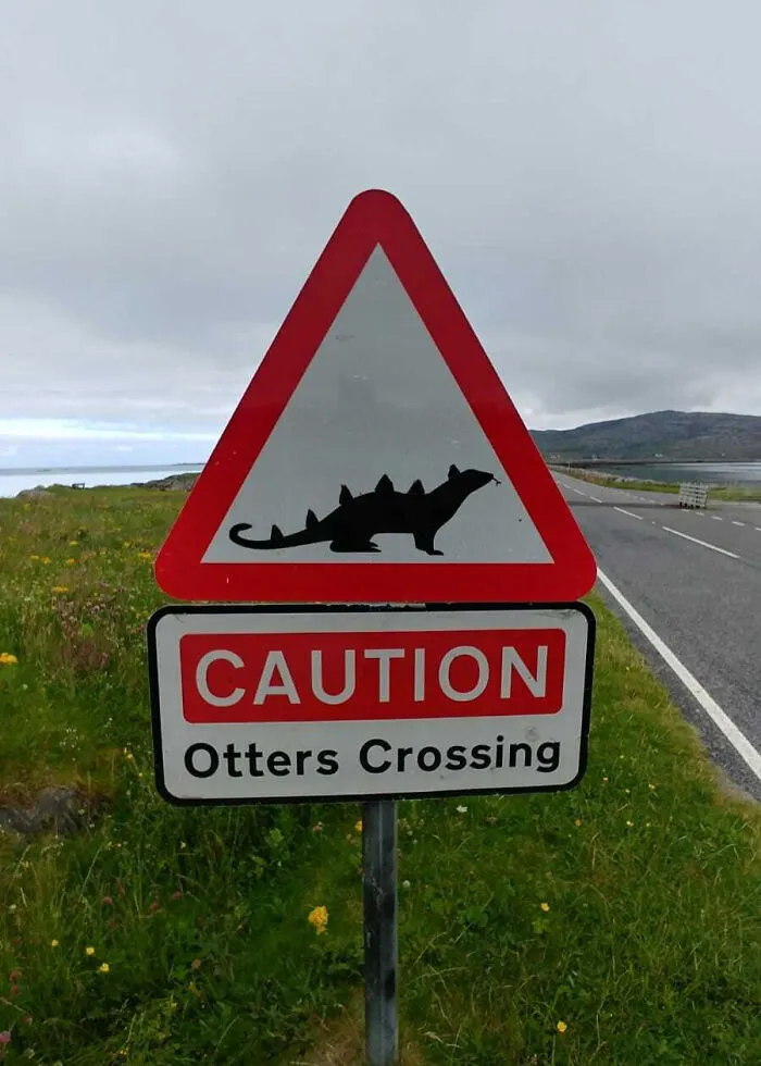 Cuidado, nutrias cruzando... ¿o son dinosaurios?
