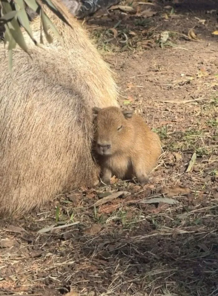 60 Of The Sweetest Tiny Animals Shared By The ‘Smol Posts’ Page