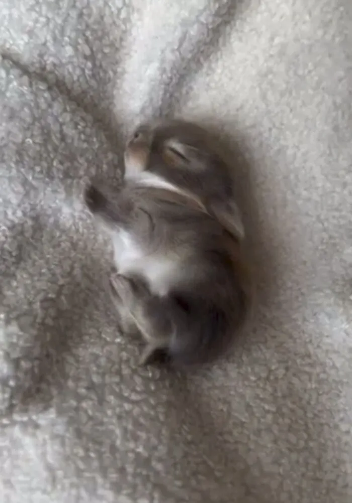 60 Of The Sweetest Tiny Animals Shared By The ‘Smol Posts’ Page