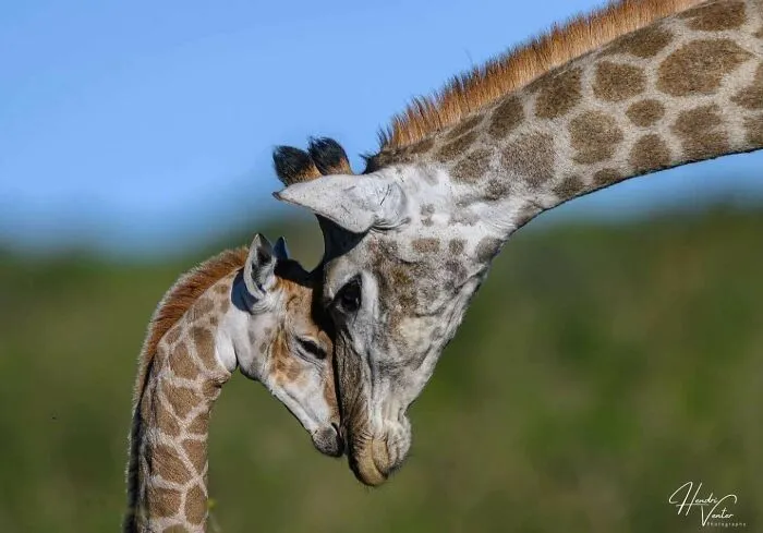🔥moment Of Affection Between Giraffe And Her Baby