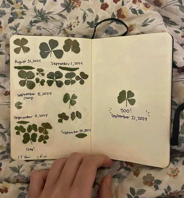 Four Leaf Clovers